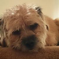Charlie S-P (@charlie_boo_bt) 's Twitter Profile