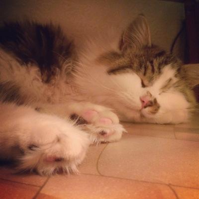 xenichka1991's profile picture. Pussy :-*