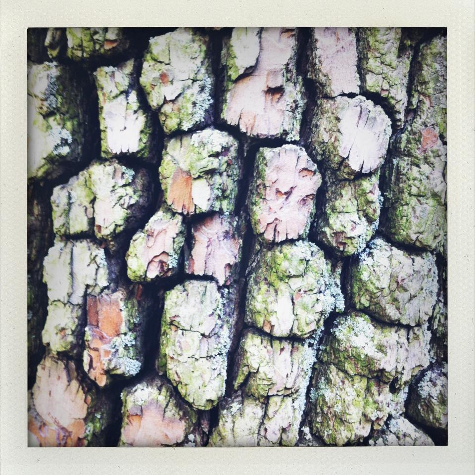 Interior & Exterior Landscape Design.  A hot green mess.  Clean lines, black mulch and good tunes.  Garden Nerds...