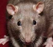 officerat's profile picture. 