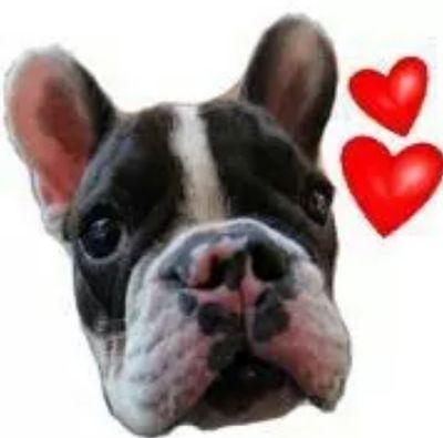 https://t.co/0JAnaiQ4hO Connecting #FrenchBulldog fans across the world. #FrenchBulldogs #Frenchies