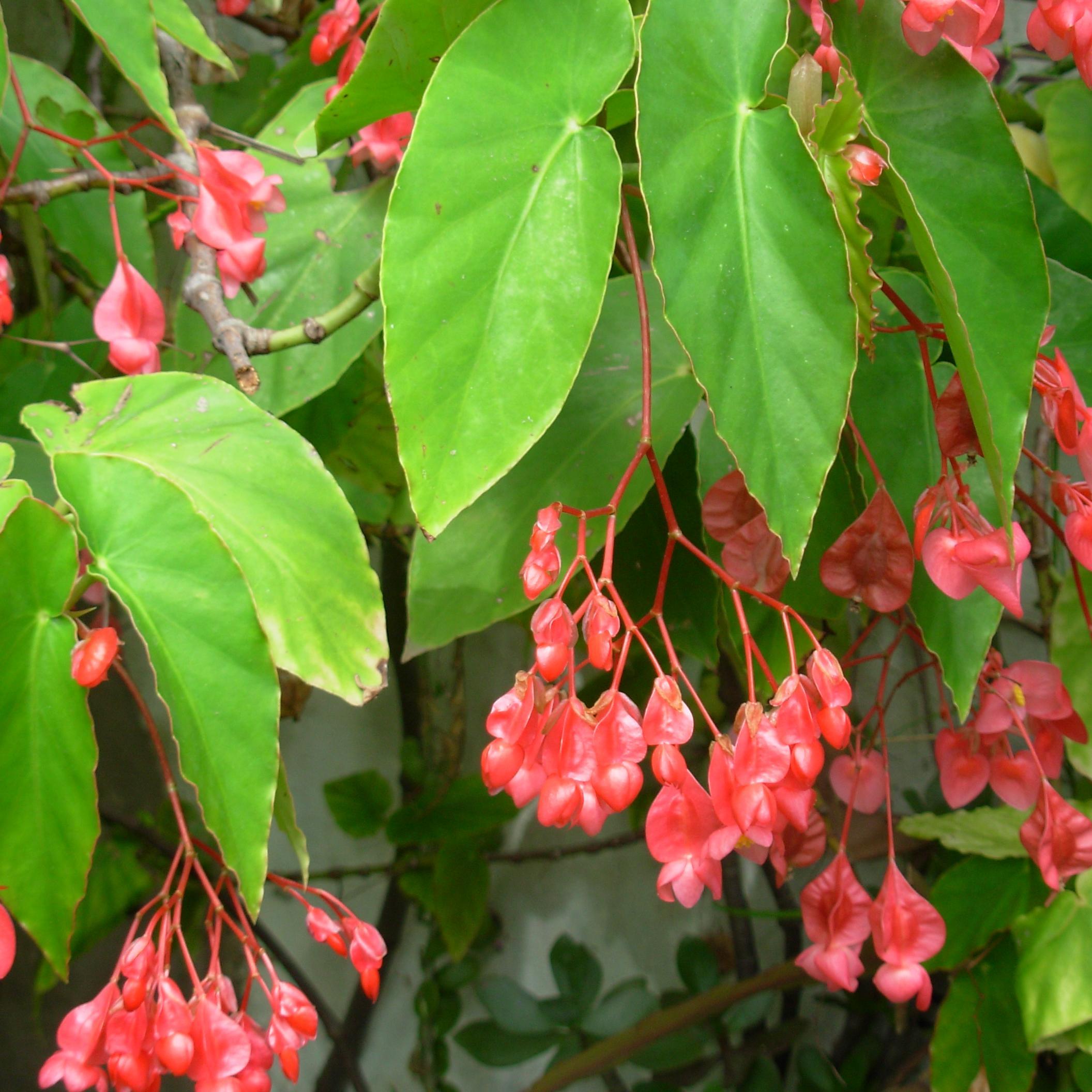 CrisBag1's profile picture. 