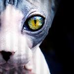 Odissej3W7h's profile picture. 