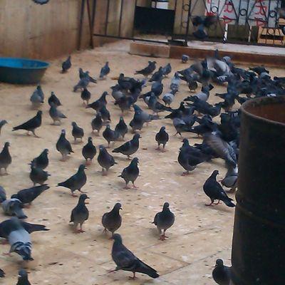 rtci_reyis's profile picture. 