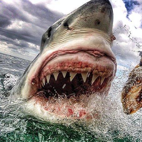 Coach_Saumier's profile picture. 