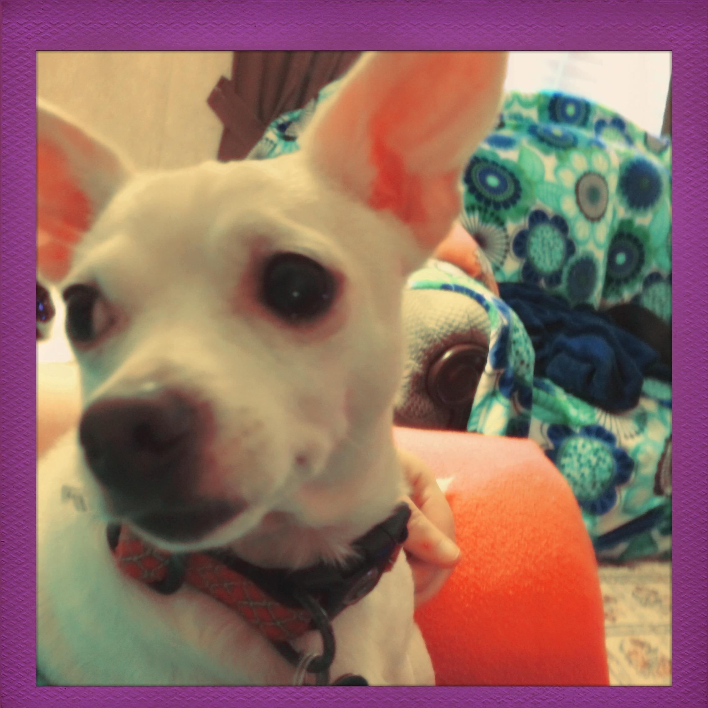 foxychampion912's profile picture. 