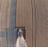 nickscharf4's profile image