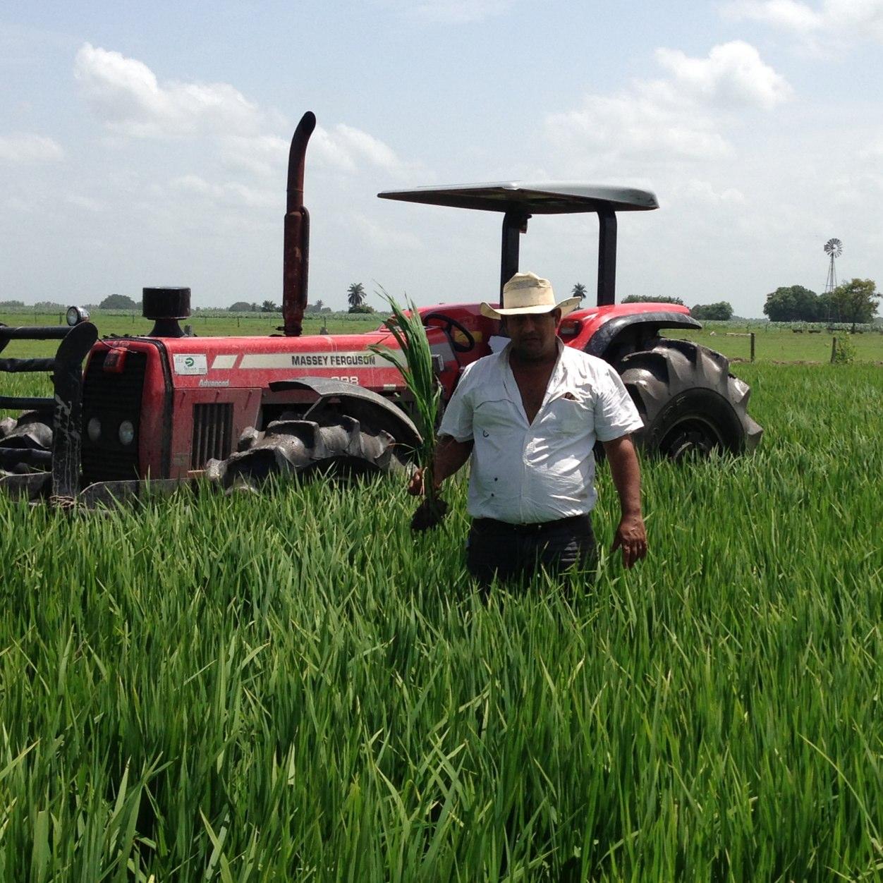 Productor agropecuario de arroz semilla.         Vocero estadal del rubro arroz