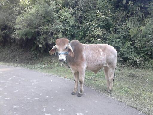 gabriel58734929's profile picture. chat