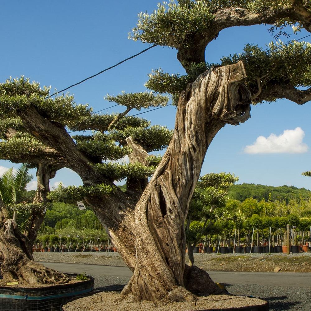 RipaudPepiniere's profile picture. À Cheffois (Vendée), la pépinière cultive depuis plus de 65 ans des plantes du monde entier. Venez visiter nos 100ha où sont produits 2 millions de plantes !