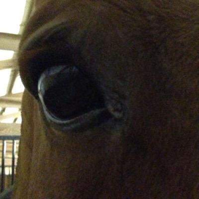 I love my horse Reno and he loves me!!!