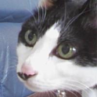 salavirgo (@salavirgo) 's Twitter Profile