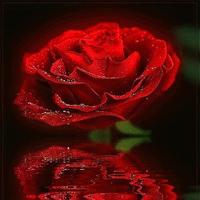 خالد ابراهيم حماشا (@hamasha_yah) Twitter profile photo