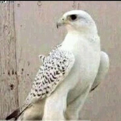 saaaliimq's profile picture. 