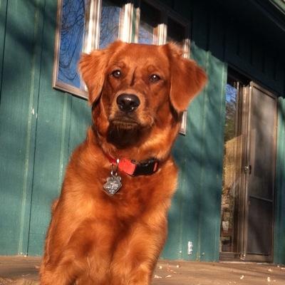 hunter, fisherman, podcast junkie, golden retriever lover,#deathsquad