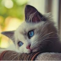 KediEvi (@kedi_evi) 's Twitter Profile