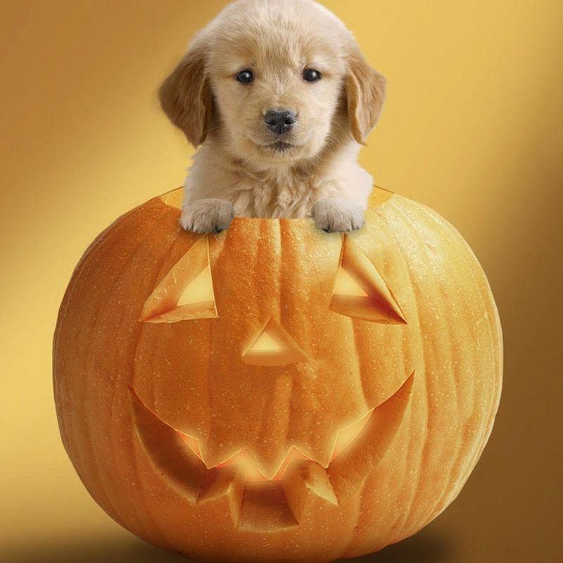 labitabi502dunn's profile picture. 