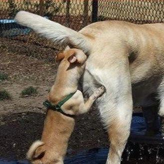 The Official DogPorn Twitter, DogPorn is the #1 free DogPorn site in the World! store http://t.co/DvsUxgVzc7