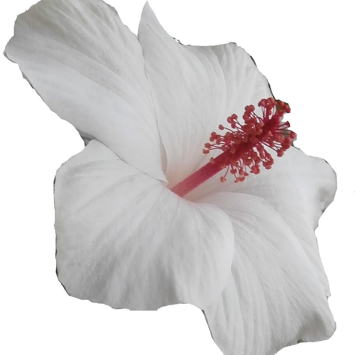 MiliG55's profile picture. 