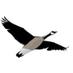 nxew.ca (@nxew) Twitter profile photo
