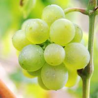 Las 12 uvas (@lasdoceuvas) 's Twitter Profile Photo