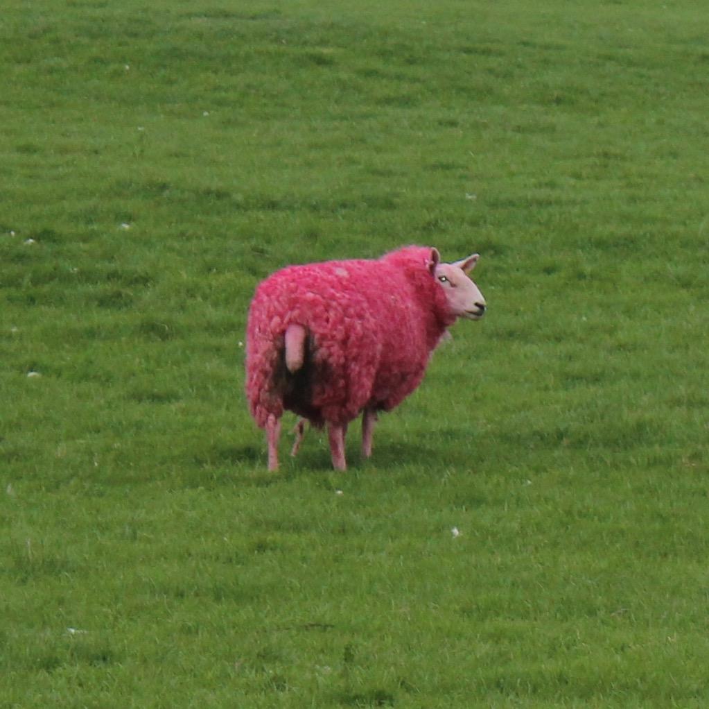 bubblysort's profile picture. 