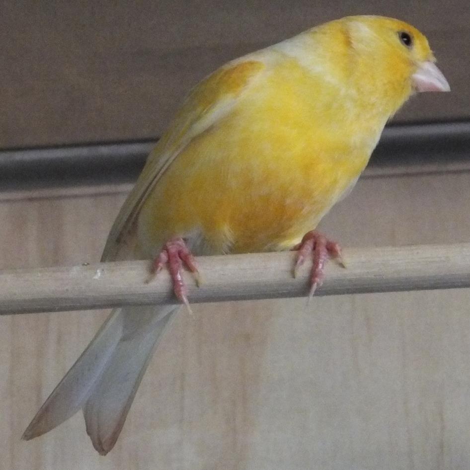 Colin_Canary's profile picture. 