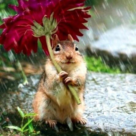 fanindya_'s profile picture. Bunga, Coklat, Es Krim