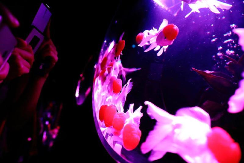 写真,Disney,自己投資,美味しいお店探し,etc…