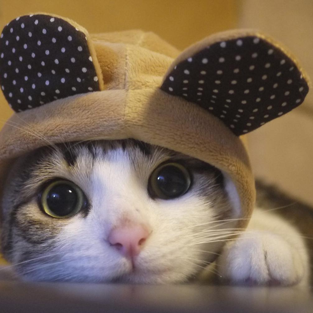 Cats & Girl stuff ❤