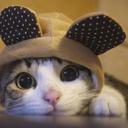 Isabelle Clark - @lotsofcutecats - Twitter