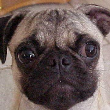 ndvusc's profile picture. A House divided Notre Dame and USC || Pug & Bulldog @loulouholtz||Big Hats||Horse Racing||Travel Aficionado||Doctor ||Foodie || Sommelier || pseudo vegan