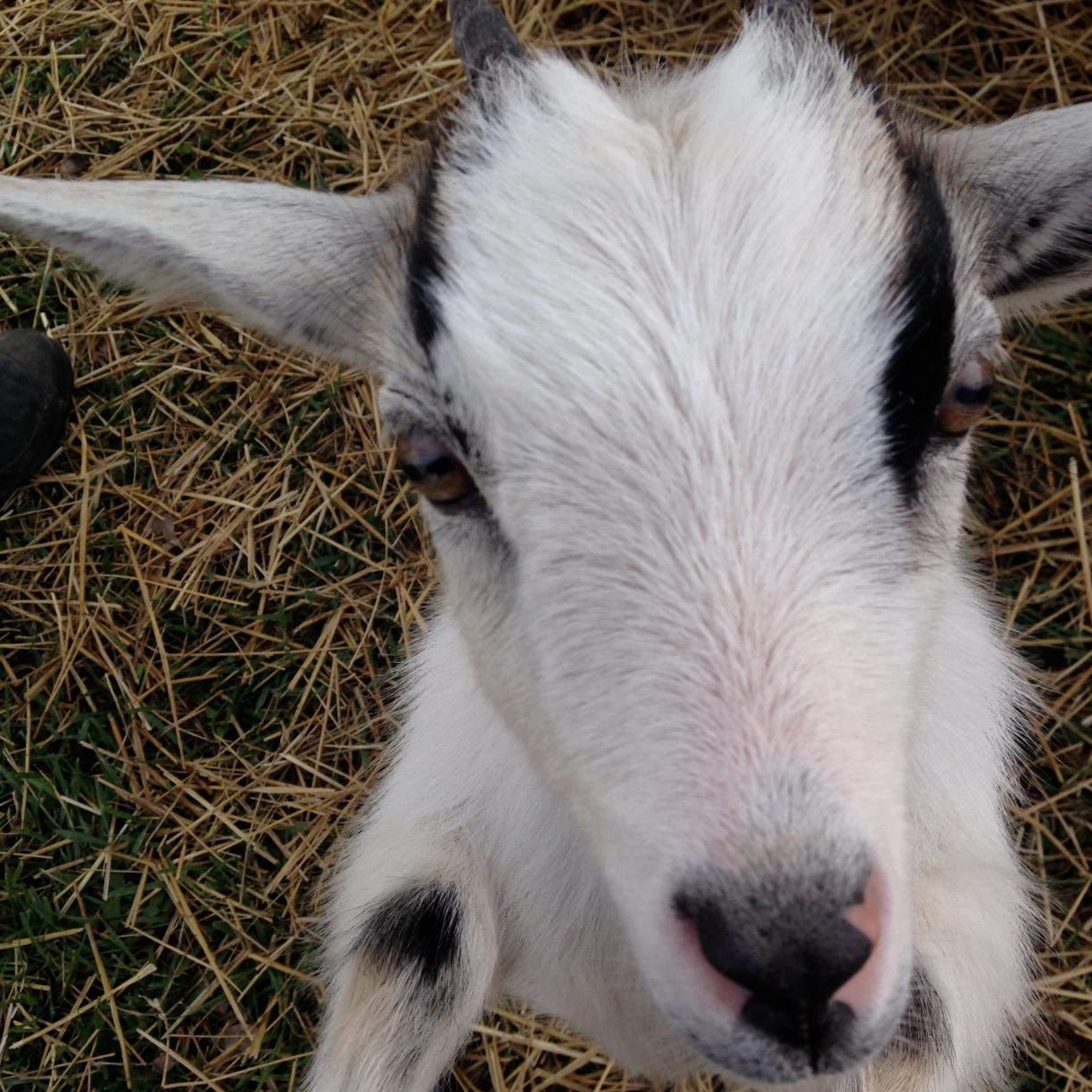 Little MO Homestead (HomesteadMO) Twitter