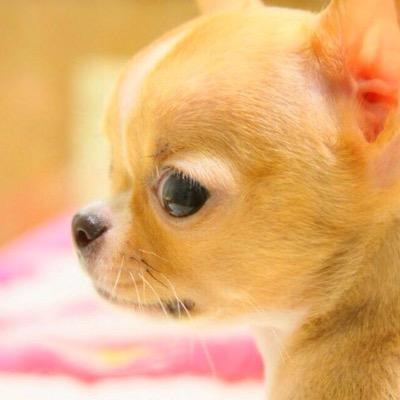 犬好き犬顔⁈です！斎藤工 スガシカオ SMAP 福山雅治 清春ファン、カフェ巡りパスタ好きetc，...いろいろな方とお話しできたらいいなと思っています。