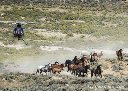 I love and fight for wild horses and wolves!!