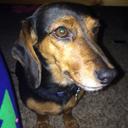 Bella Brady - @bellatheweenie - Twitter