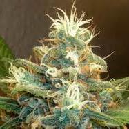 Top Dealer