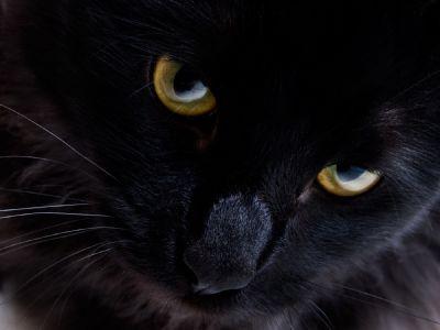 ReaperCat1222's profile picture. Random silliness. Basket case. Here for the cat videos. God loving, Pledge saying, flag waving, Texas dog mom. 
🚫 LIST 🚫DM #MAGA #2A #NoGlobalism