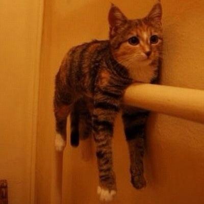 時事問題、政経、情報学、IT、アート、旅、グルメ、その他… 興味を持ったことを気が向くままにつぶやいています(o^∀^o)