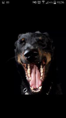 NinaLaGitana's profile picture. 