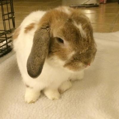 Love desserts, cute rabbits, and anything that sparkles.