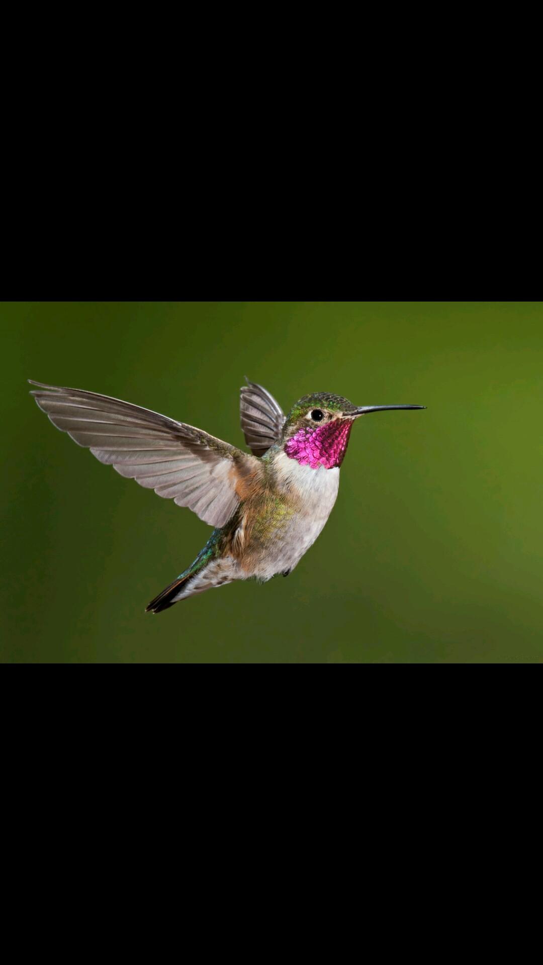 shekhavati1's profile picture. 