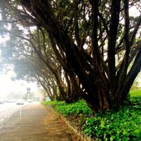 Six Pohutukawa (@pohutukawa6) 's Twitter Profile Photo Six Pohutukawa (@pohutukawa6) 's Twitter Profile Photo