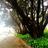 Pohutukawa6's profile image