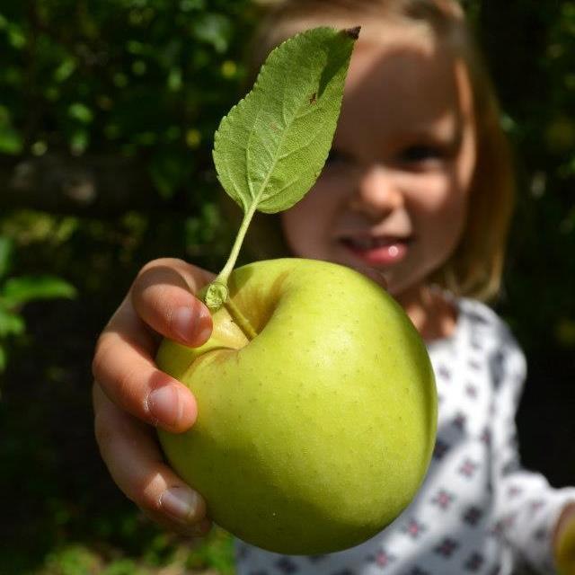 Family fun begins when u-pick Lynds! apples, peaches, pumpkins, corn maze & more!