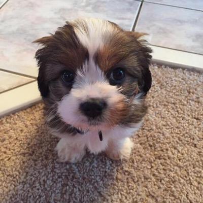 puppy vines puppy vines on quot imagine waking up to this https t co puppy vines puppy vines on quot imagine waking up to this https t co