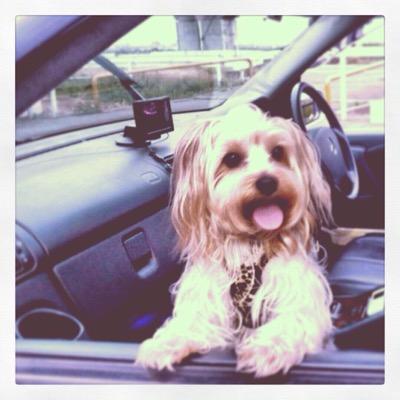 犬が大好きな犬バカです♪
特にヨークシャテリアと柴犬とシェパードが好きです❤
あのつぶらな瞳で見つめられると
骨抜きになっちゃうほどわんちゃんが大好きです♪