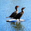 roger comeau - @rchb123 - Twitter