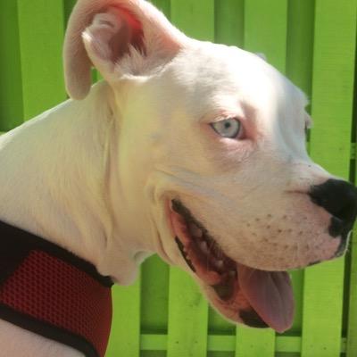 a deaf white boxer puppy that had a rough start in life but now living the life every dog should!
