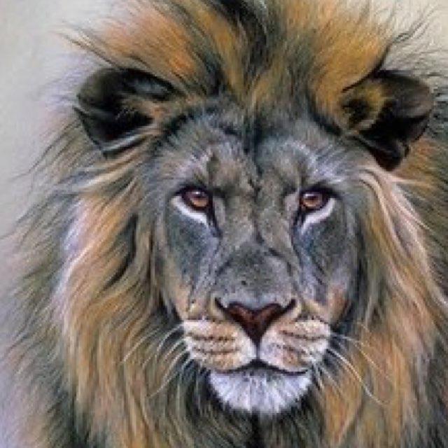 The kings of the jungle // Rawr // Zij vertrouwen, wij doen!